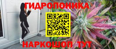 тгк Кингисепп